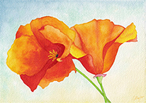 Aquarelle CatMat Pavots de Californie